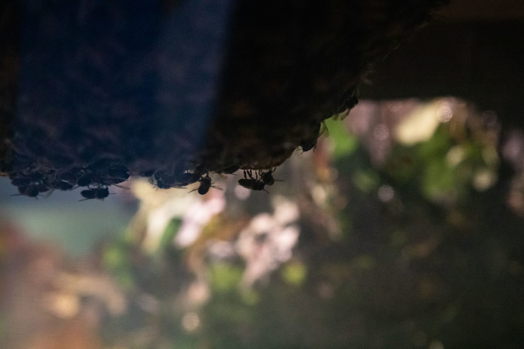 Bees 04